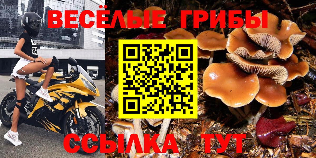 Псилоцибиновые грибы Cubensis  Вход с VPN  цены   Тамбов 